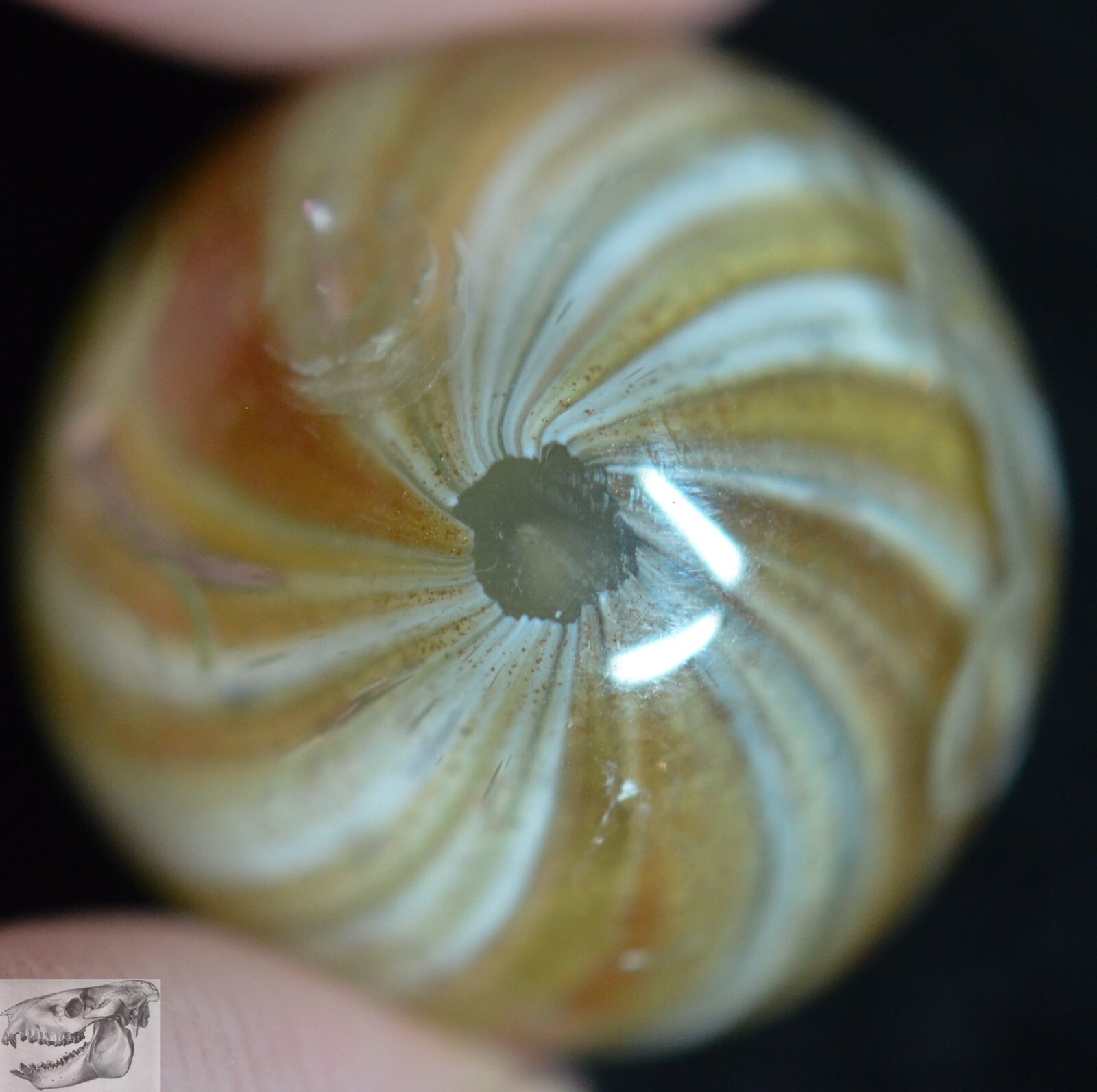Large Handmade White Onionskin Lutz Marble, 13/16 in, Polished, Germany, S916