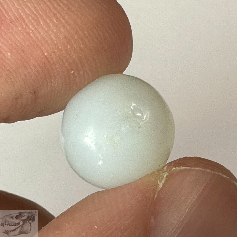 Handmade White Peewee Opaque Marble, 1/2 in, Near Mint, 1860-1920, Germany, S749