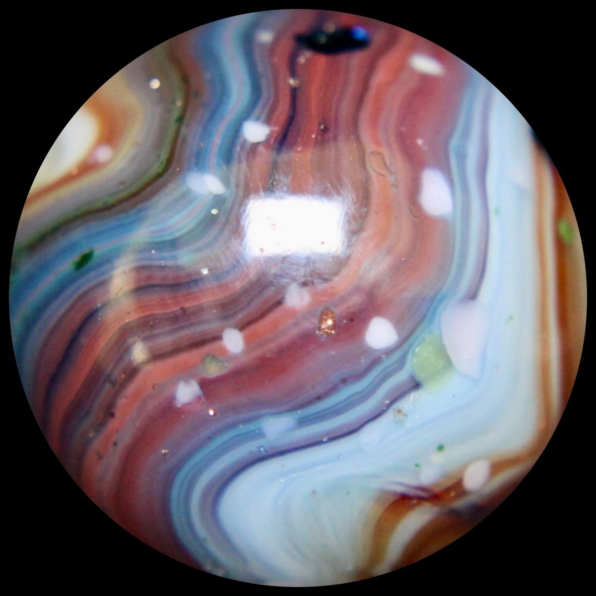 DAS Alley Silverback Marble Collector Series: Purple Rainbow Lutz Guinea