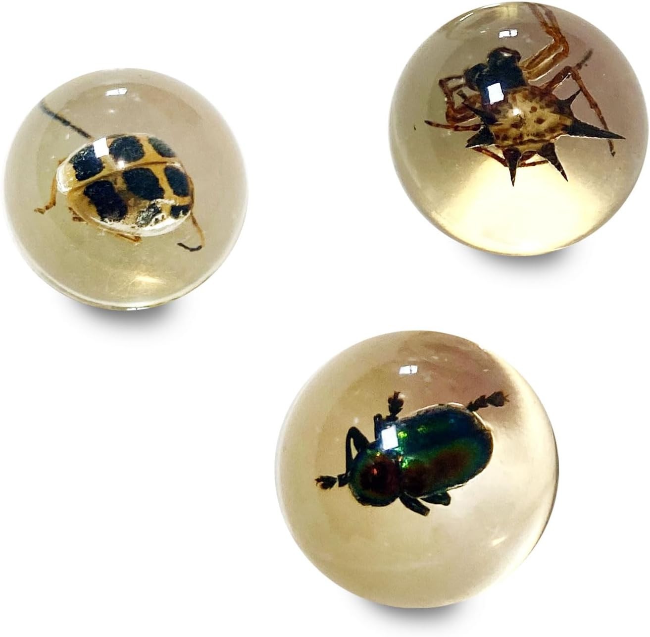 (Pack of 8) 25mm BUG Marbles Clear Beetle Spider Insect 1″ Shooter