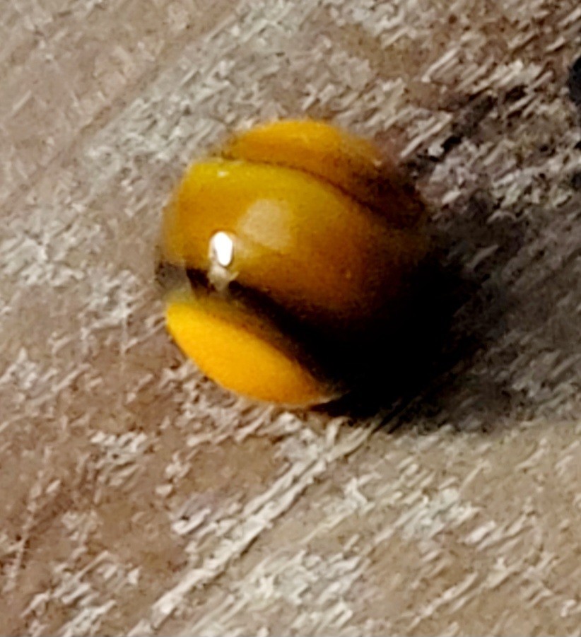 NEAR MINT Super Mini 1mm PELTIER PEE WEE , Many Colors, Maybe Oxblood