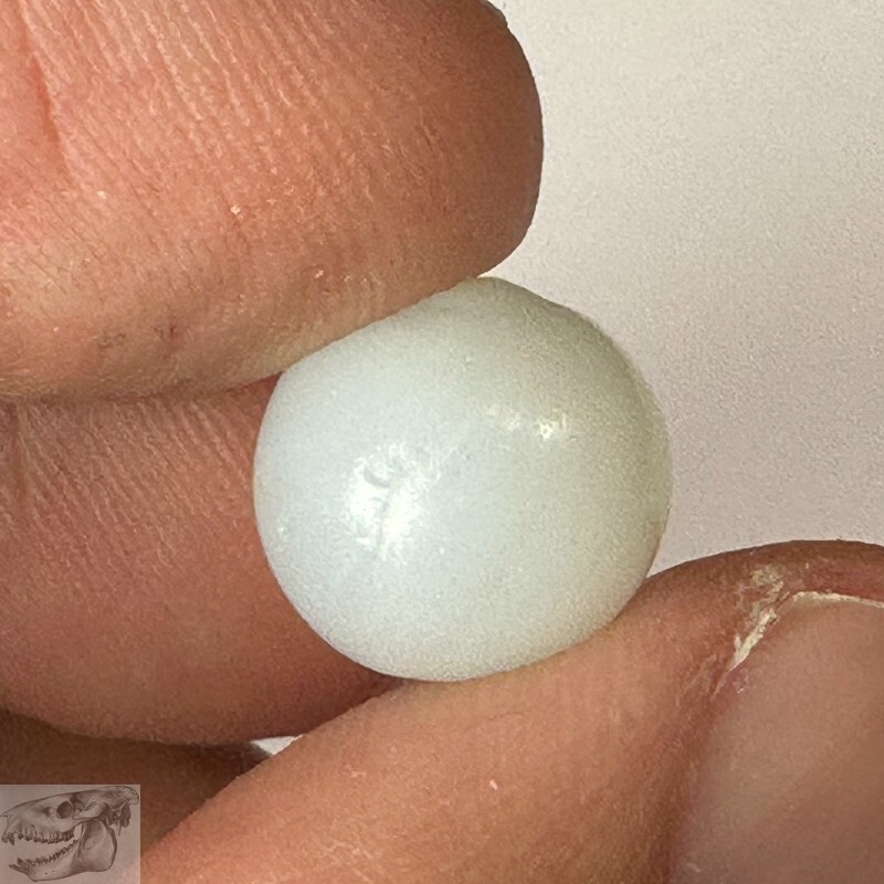 Handmade White Peewee Opaque Marble, 1/2 in, Near Mint, 1860-1920, Germany, S749
