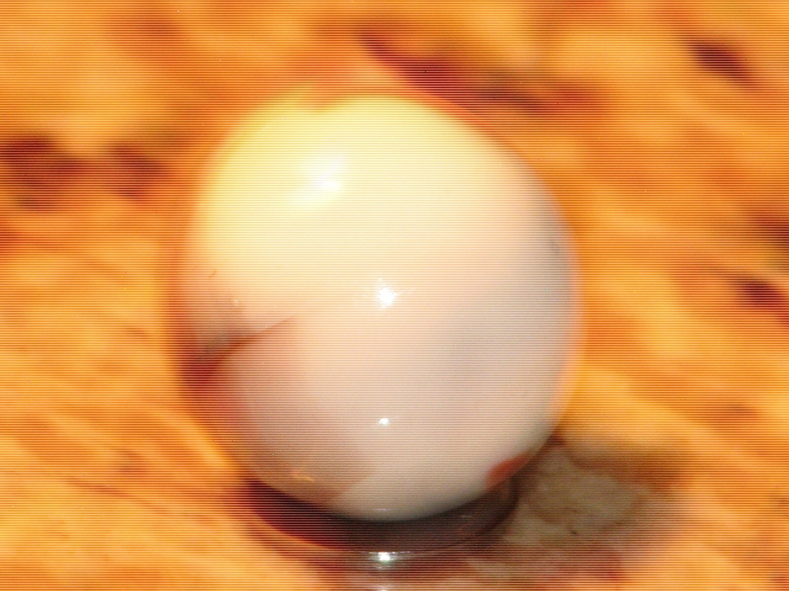 Large .980 in dia. Akro? pelter?, White with orange, grey, blue marble, mint