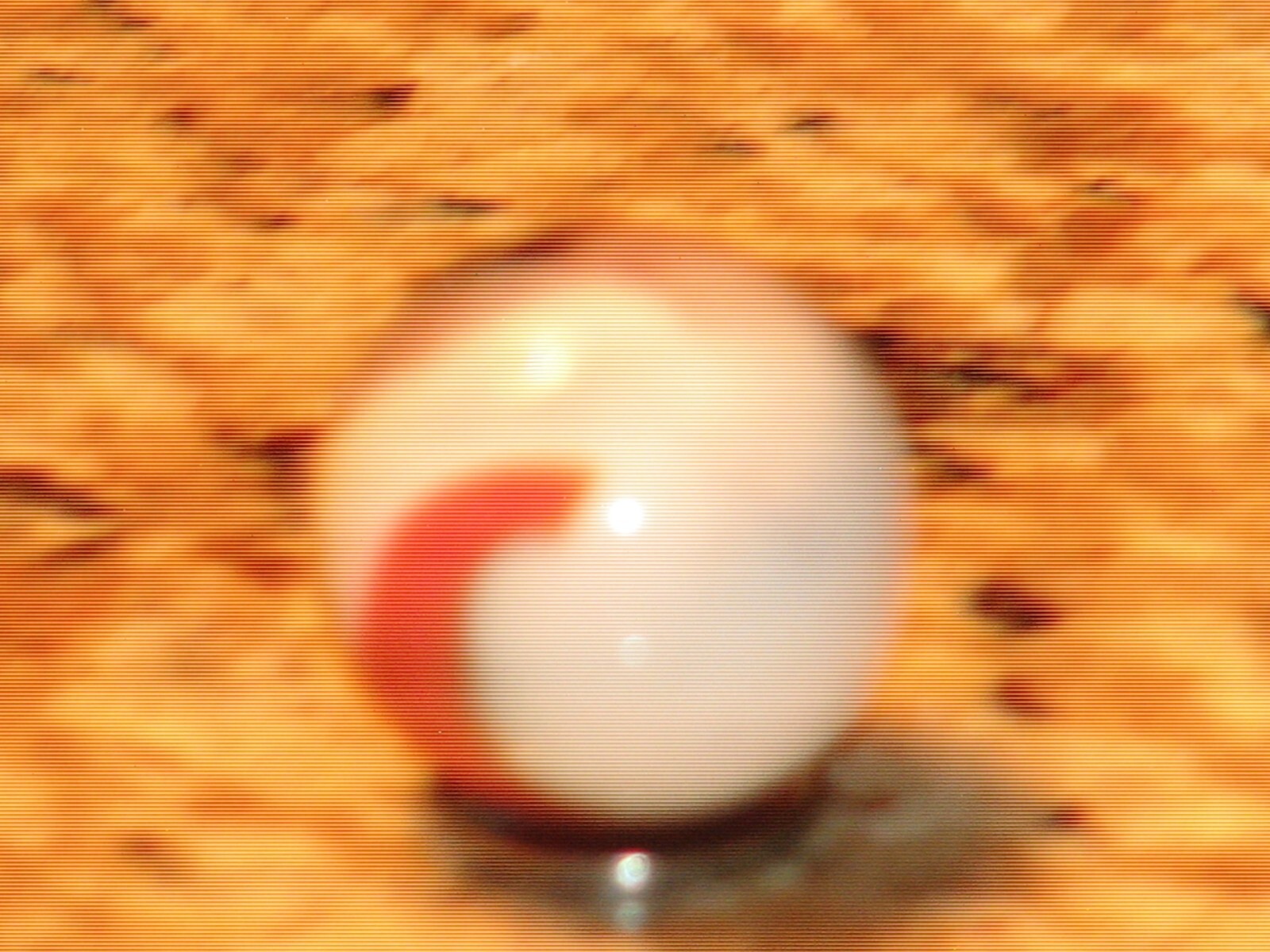 Large .980 in dia. Akro? pelter?, White with orange, grey, blue marble, mint