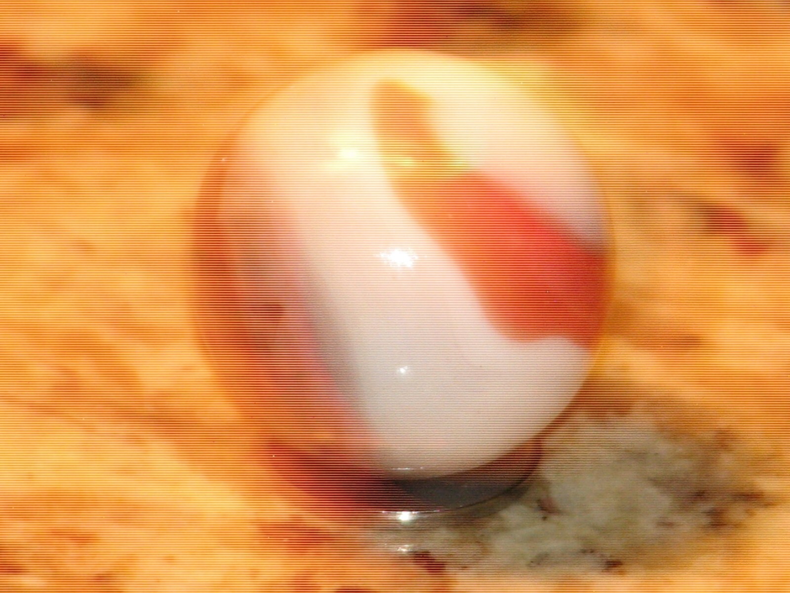 Large .980 in dia. Akro? pelter?, White with orange, grey, blue marble, mint