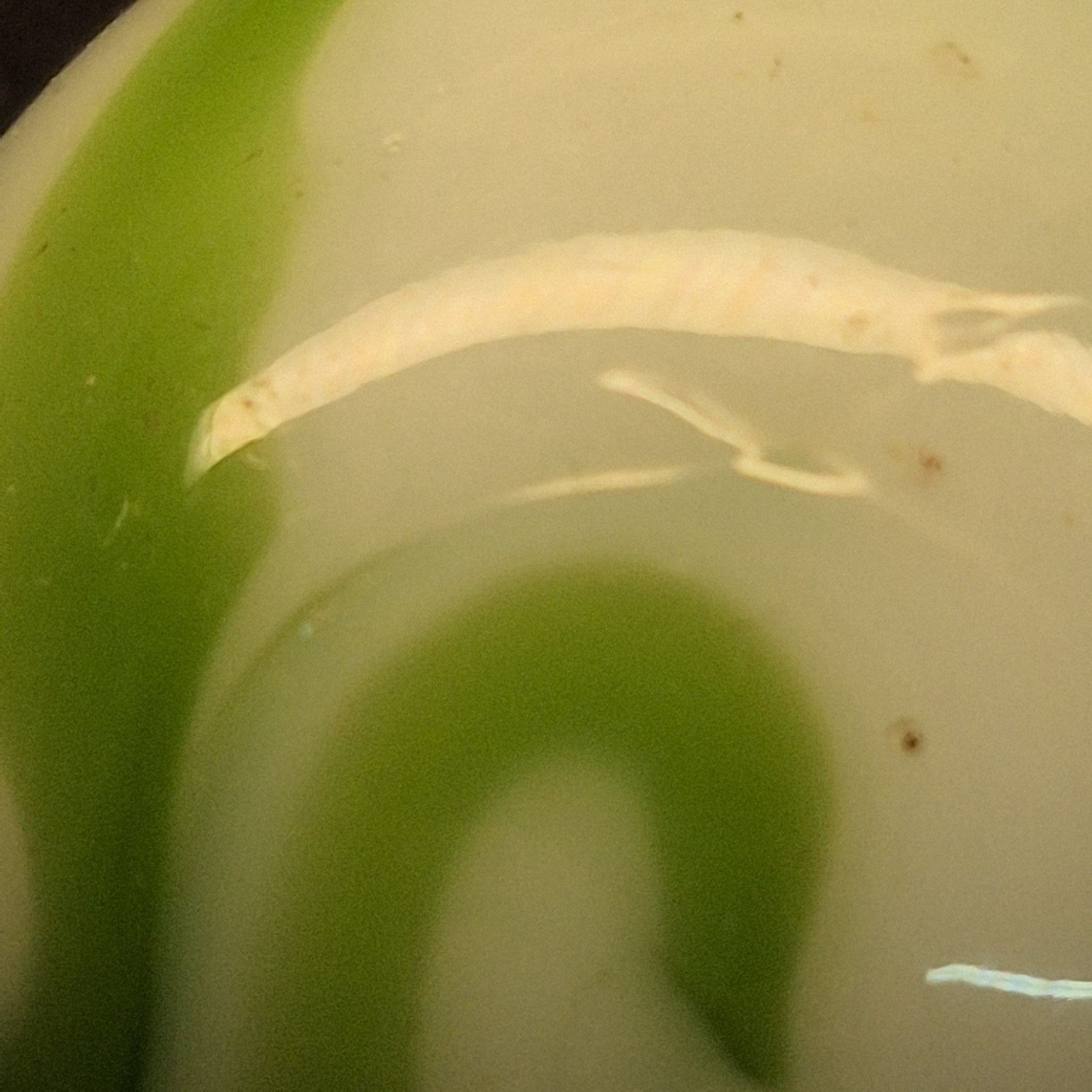 Alley Agate Shooter 1 Inch West Virginia Swirl Marble