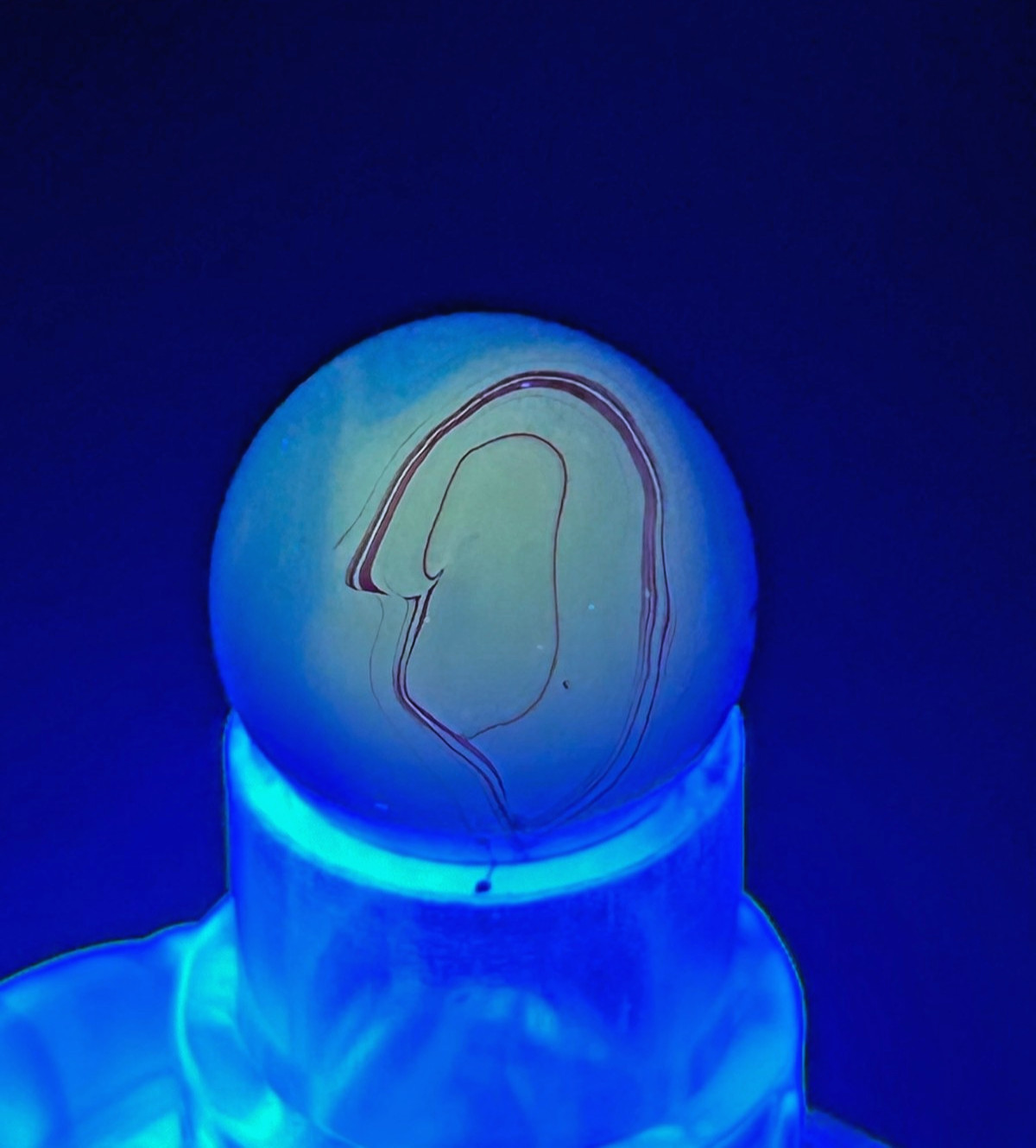 “The Ear” Alley Agate Swirl Marble Cobalt Blue/Oxblood Red .63″ Mint, OB16