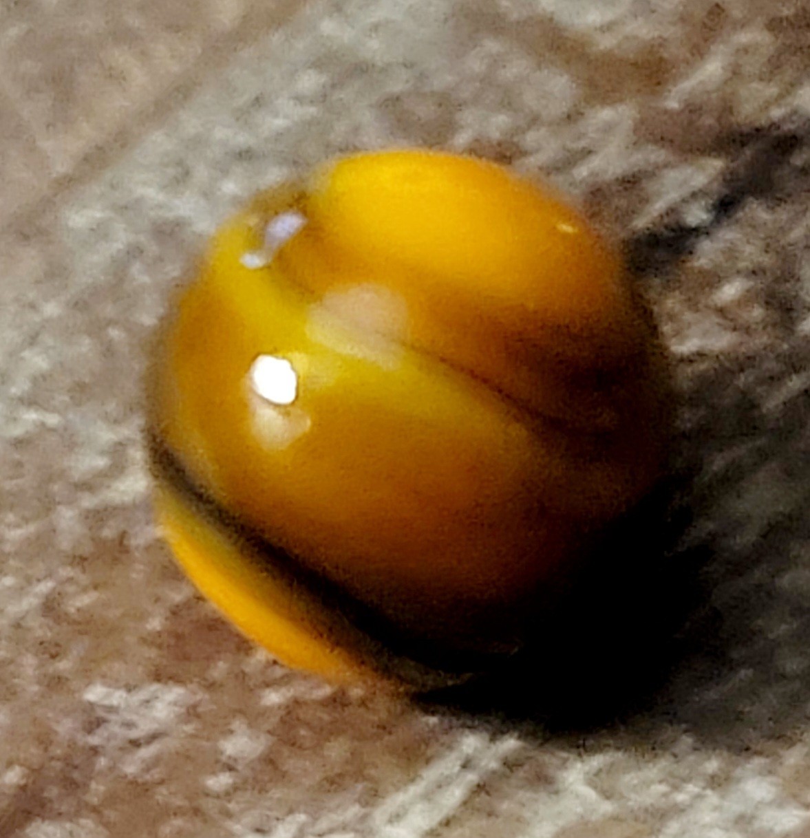 NEAR MINT Super Mini 1mm PELTIER PEE WEE , Many Colors, Maybe Oxblood