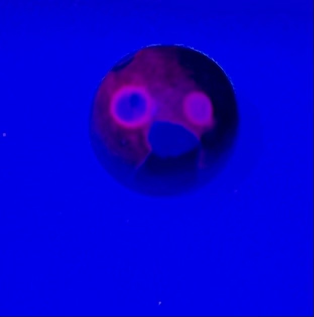 Vintage UV Uranium Marble Glows under Black Light ~ 1910 Estate Farm Find ~