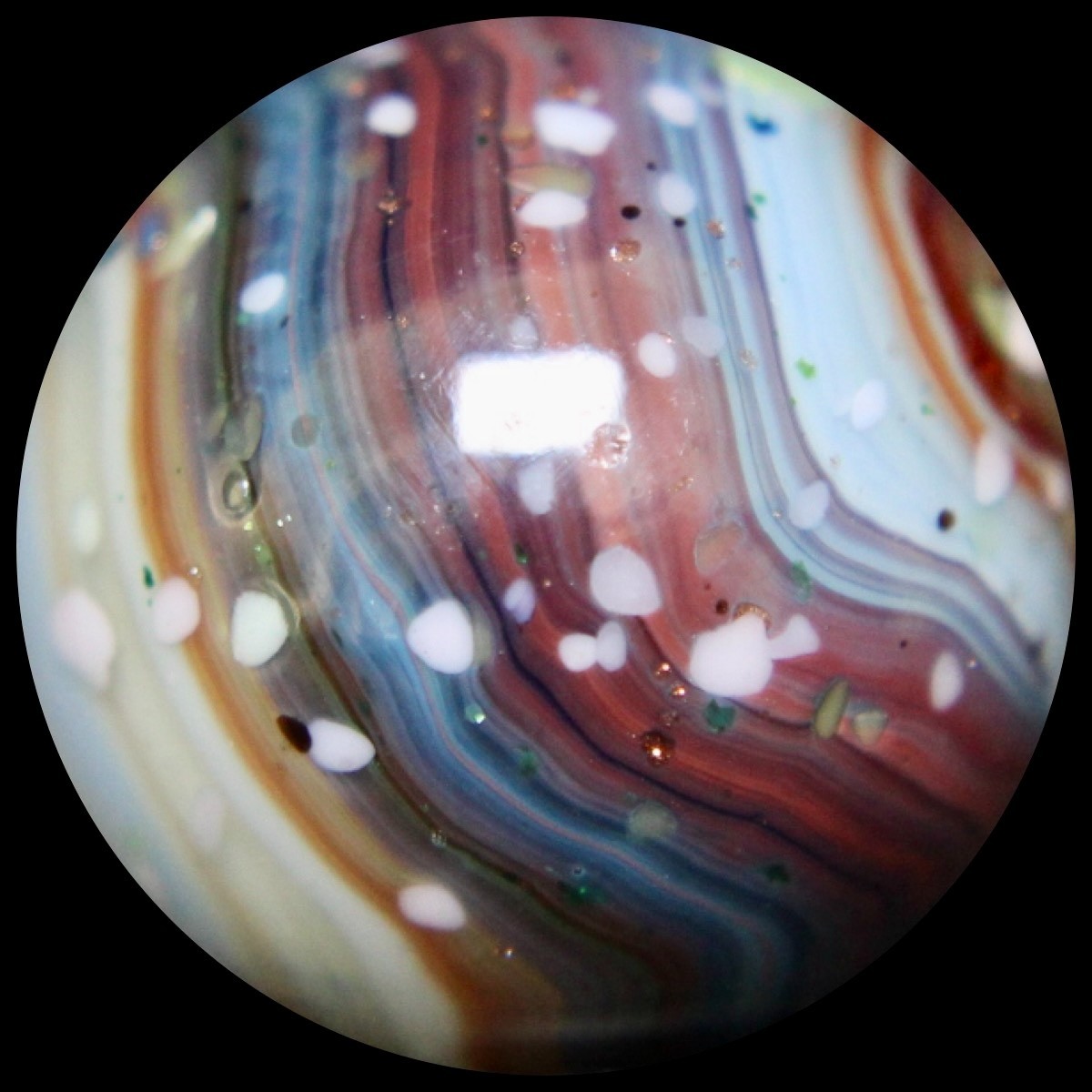 DAS Alley Silverback Marble Collector Series: Purple Rainbow Lutz Guinea