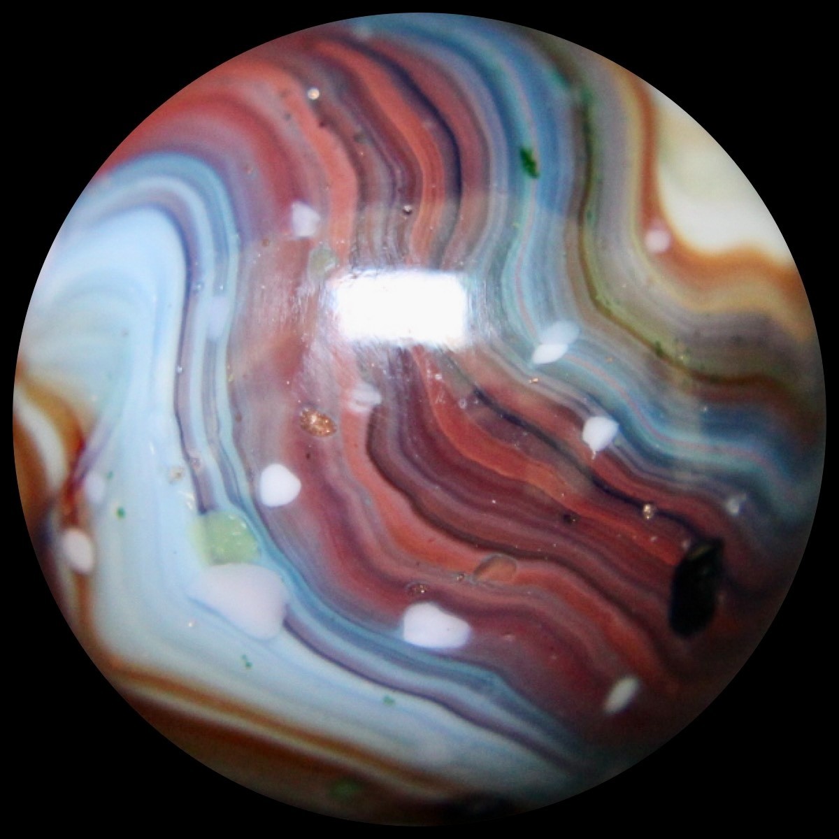 DAS Alley Silverback Marble Collector Series: Purple Rainbow Lutz Guinea