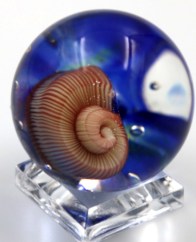 Beautiful MARCO JERMAN Nautilus Shell Art Glass MARBLE 2003