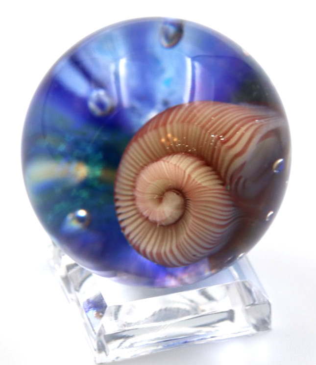 Beautiful MARCO JERMAN Nautilus Shell Art Glass MARBLE 2003