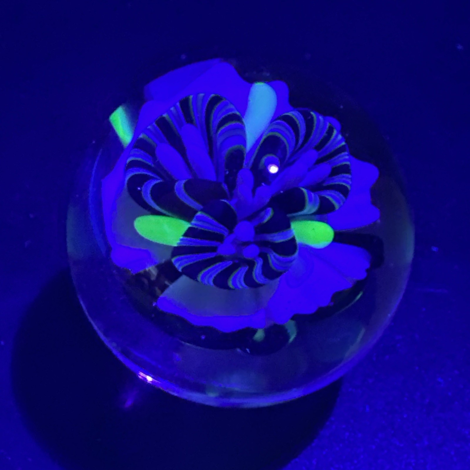 Contemporary Handmade Art Glass Marble 1.36″ Black White Monster, Flower, + UV!