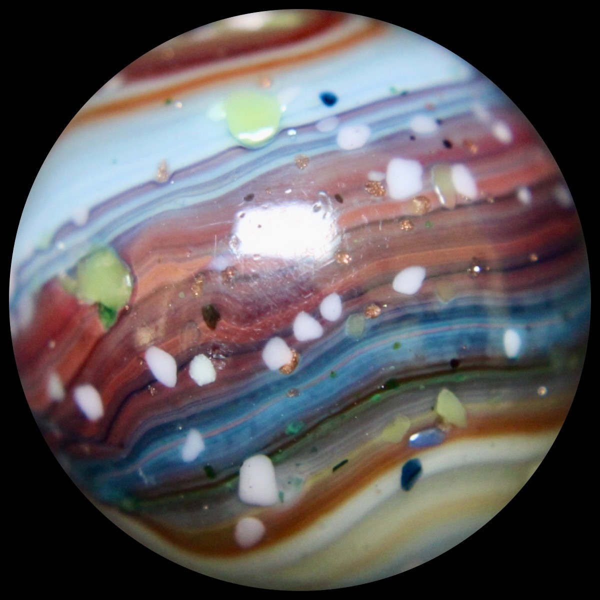 DAS Alley Silverback Marble Collector Series: Purple Rainbow Lutz Guinea