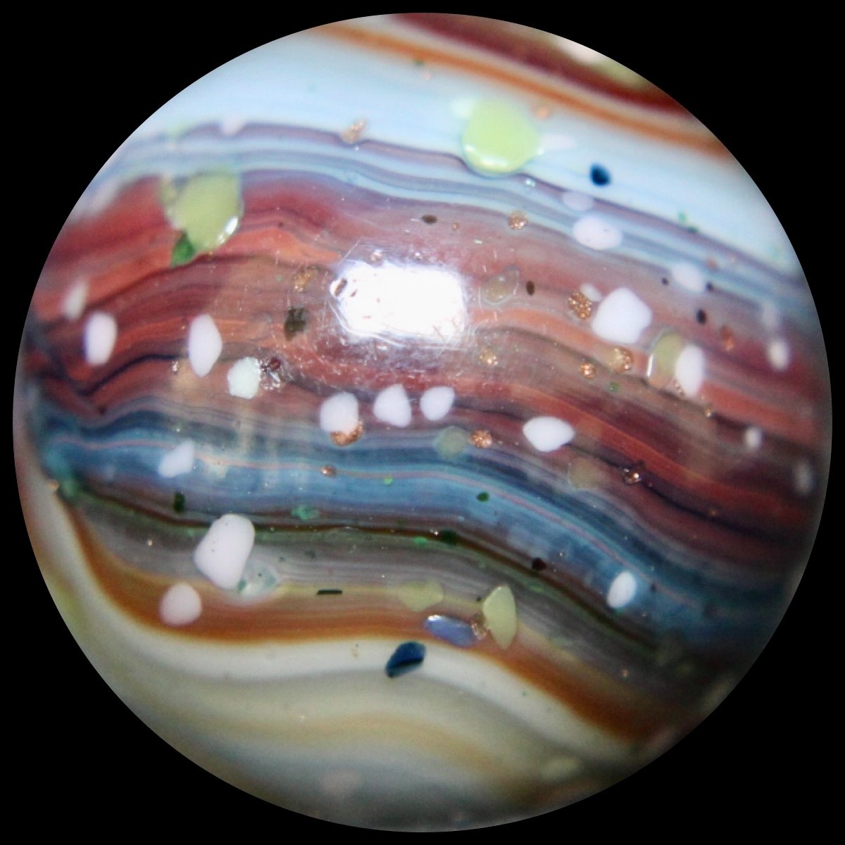 DAS Alley Silverback Marble Collector Series: Purple Rainbow Lutz Guinea