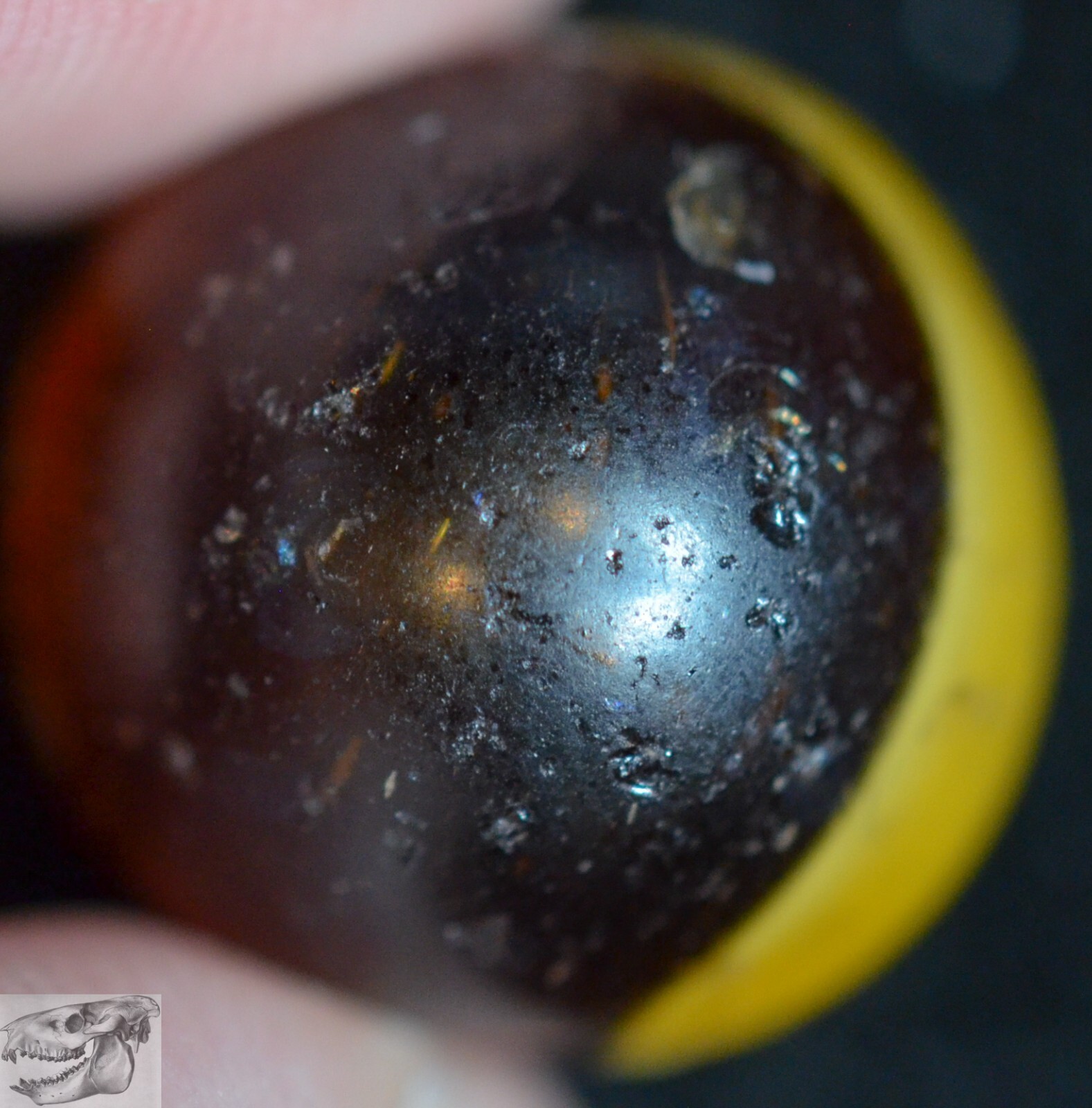 Handmade Cornhusk Banded Swirl Marble, Amber, 11/16 in, Good+ Condition, S1005