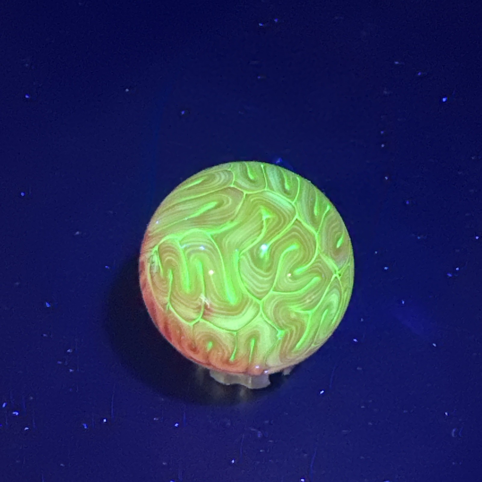 Contemporary Handmade Art Glass Marble 1.12″ UV Reactive BRAIN Pink White MIB