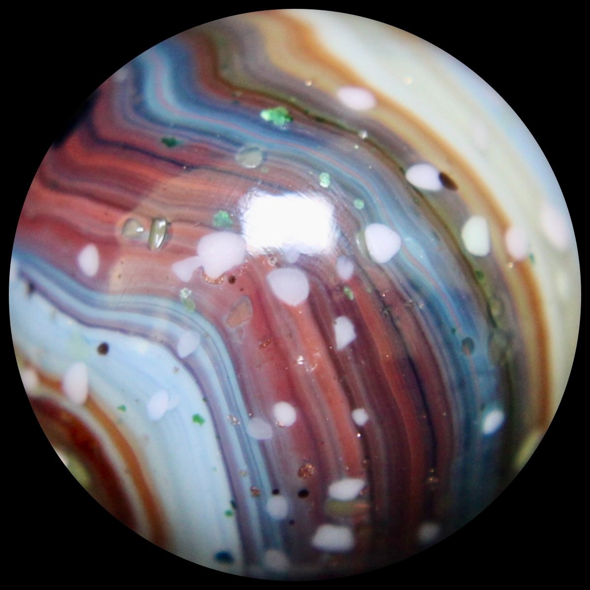 DAS Alley Silverback Marble Collector Series: Purple Rainbow Lutz Guinea