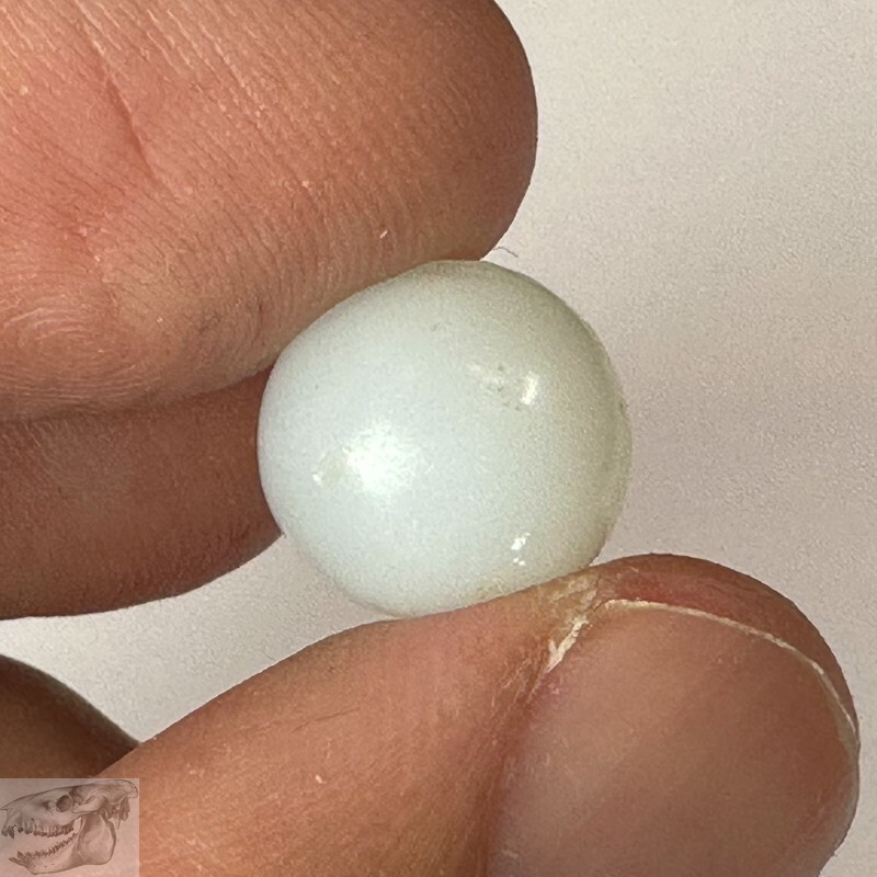 Handmade White Peewee Opaque Marble, 1/2 in, Near Mint, 1860-1920, Germany, S749