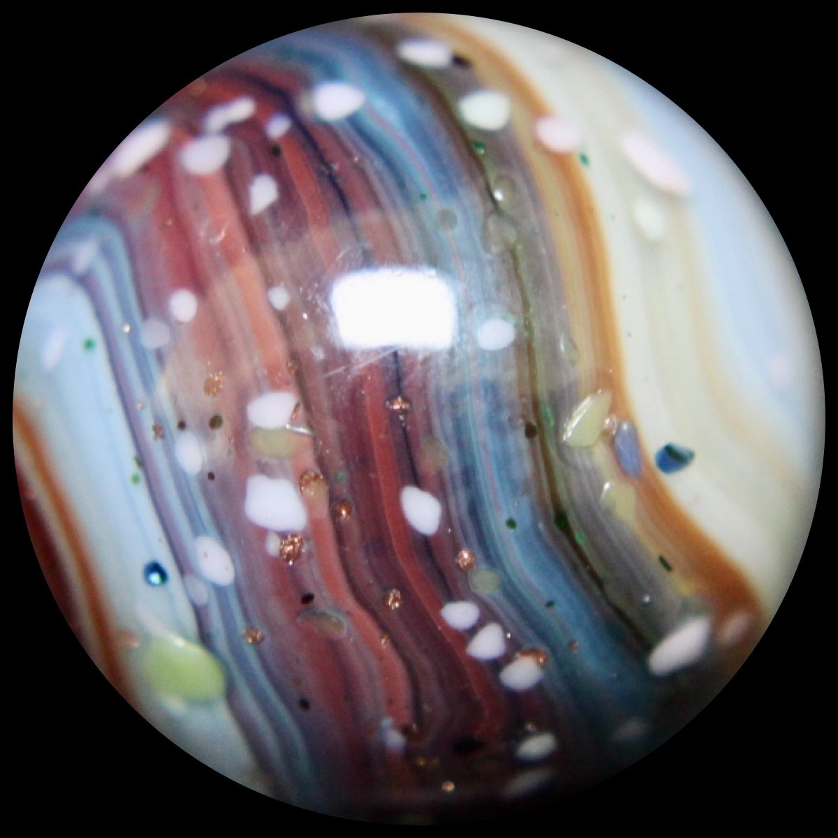 DAS Alley Silverback Marble Collector Series: Purple Rainbow Lutz Guinea