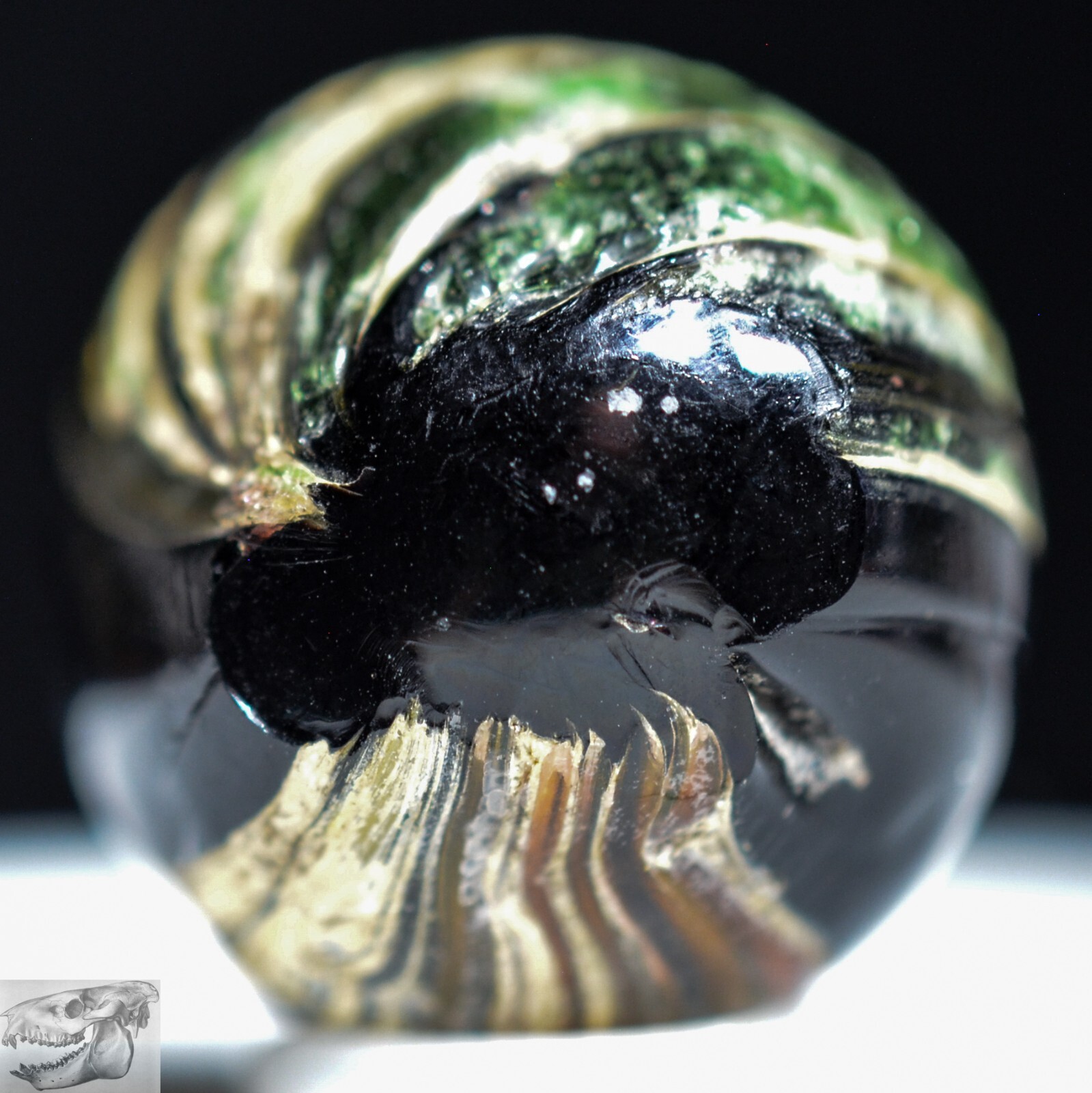 Handmade Indian Marble, Green & Yellow Teardrop 3/4 in Germany 1860-1920, S1123