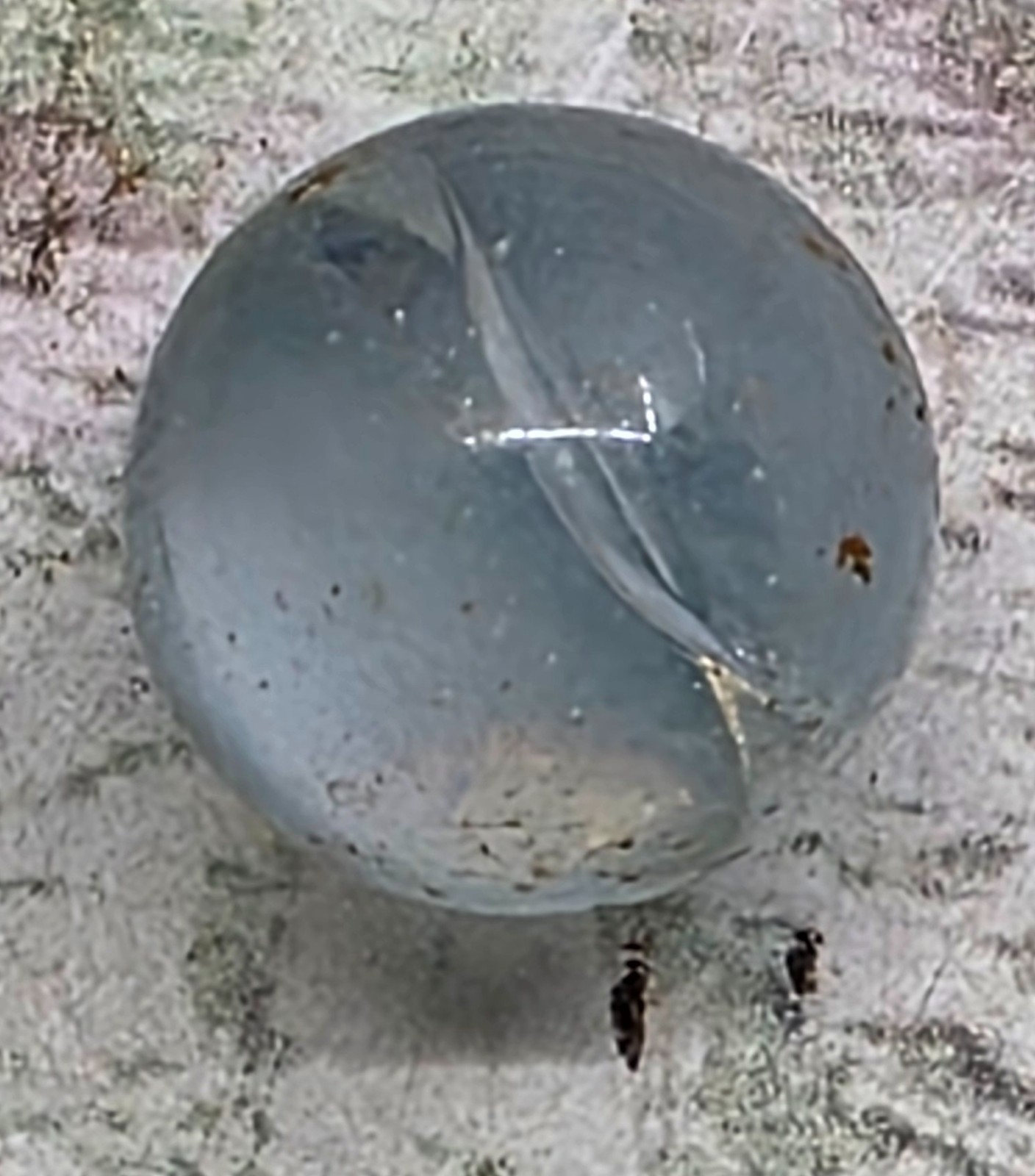 Vintage Clear Glass Marble Transparent Clearie Shooter Ball Toy Collectible