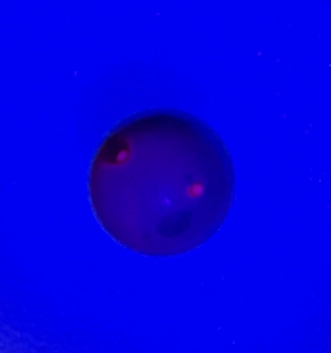 Vintage UV Uranium Marble Glows under Black Light ~ 1910 Estate Farm Find ~ *
