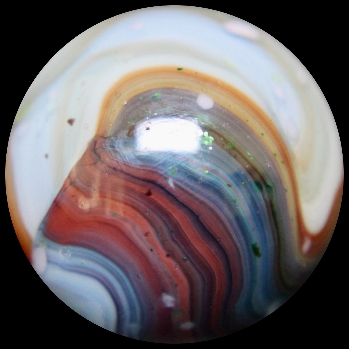 DAS Alley Silverback Marble Collector Series: Purple Rainbow Lutz Guinea
