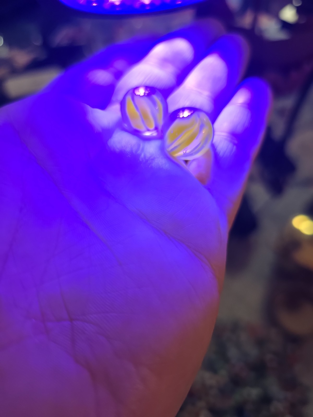 Vitro .6″ Agate Glass Yellow Cats Eye Marbles Lot Of 2 Antique Cadmium Glow