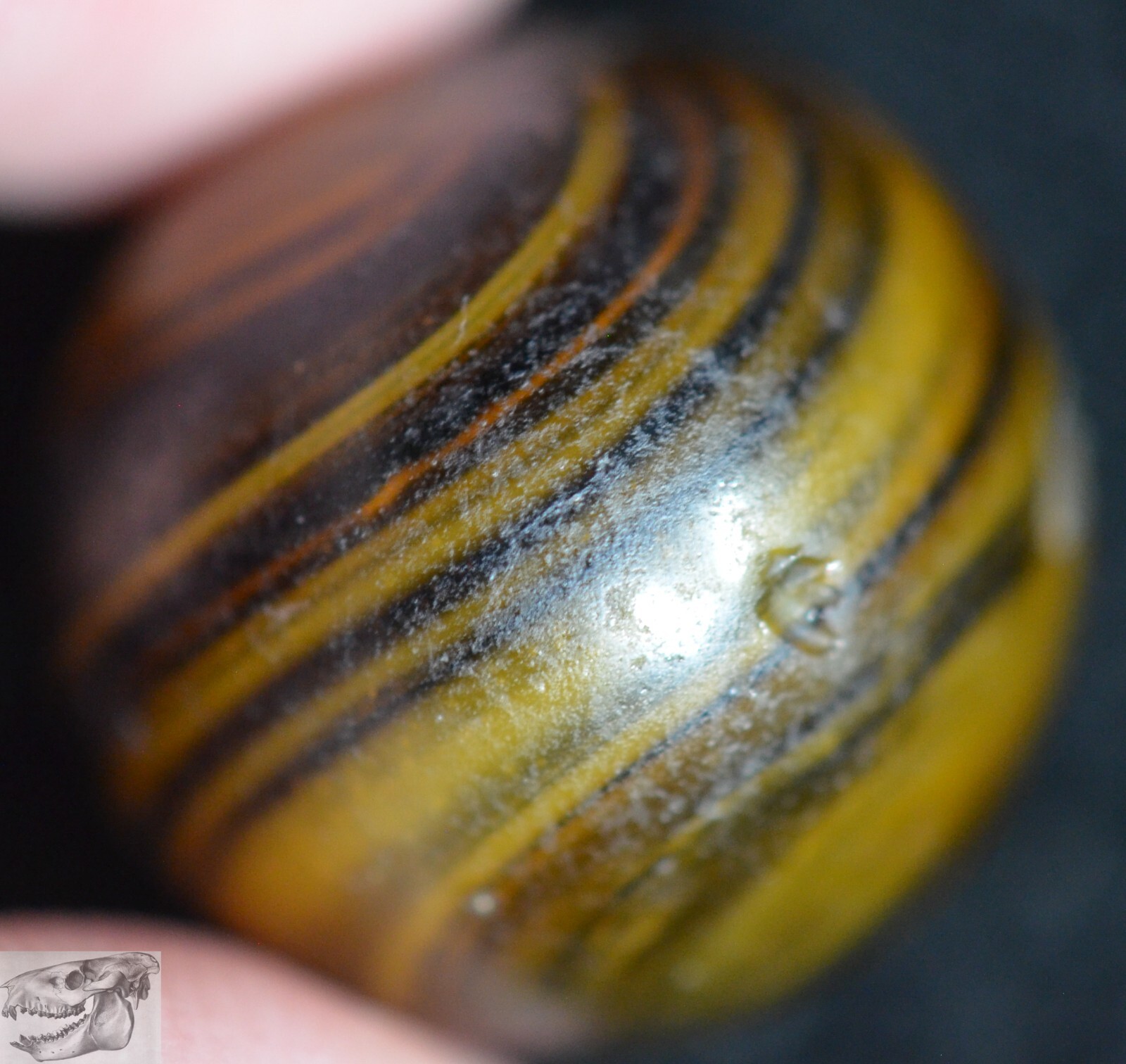 Handmade Caramel Swirl Marble, 11/16 in, Near Mint, 1860-1920, Germany, S980