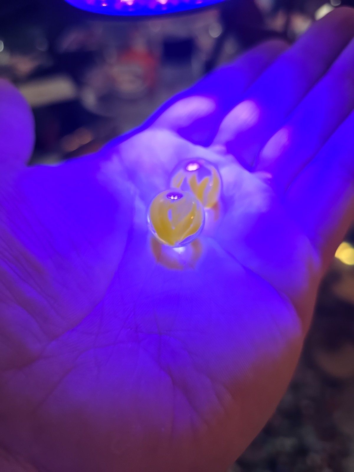 Vitro .6″ Agate Glass Yellow Cats Eye Marbles Lot Of 2 Antique Cadmium Glow