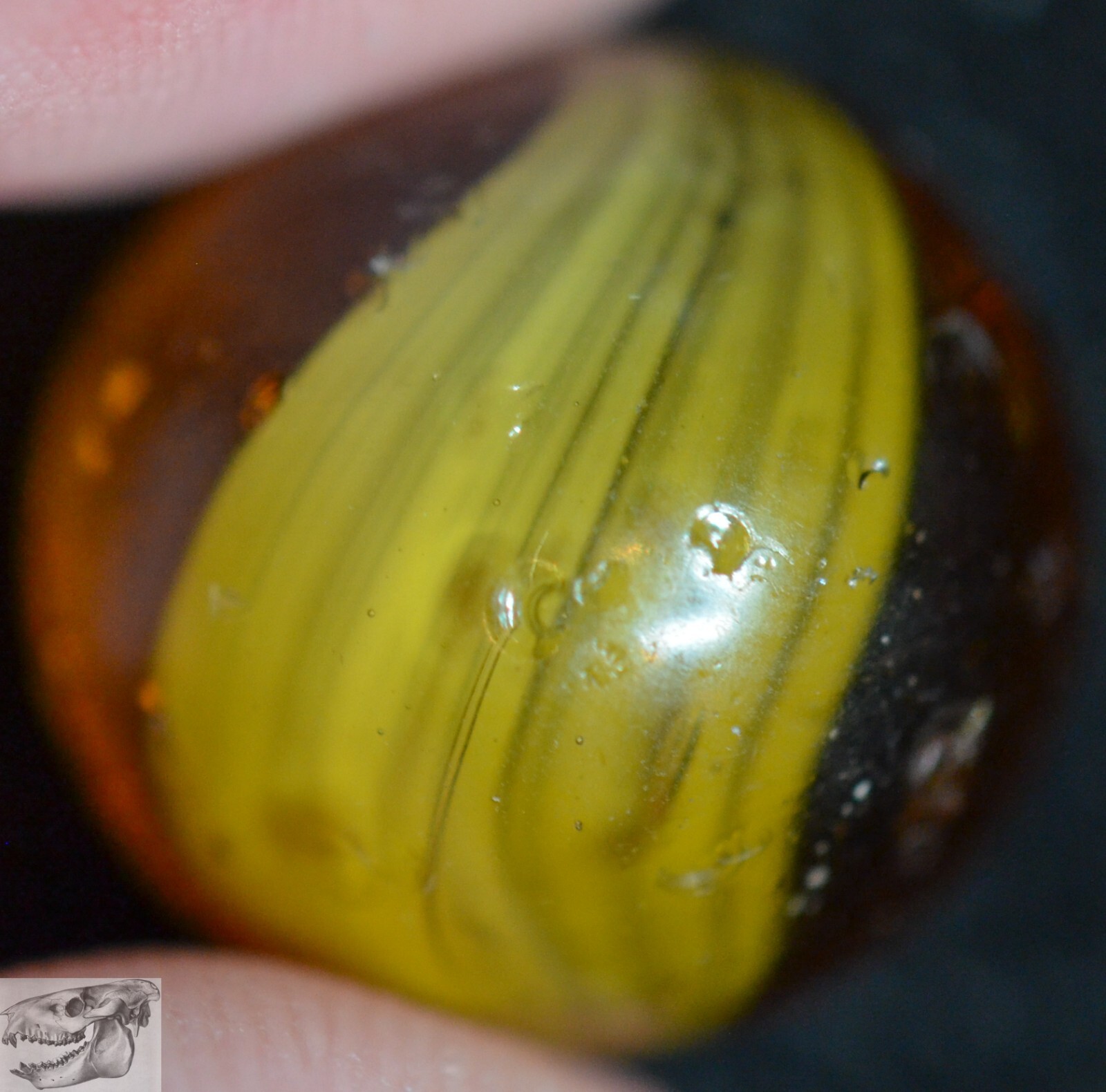 Handmade Cornhusk Banded Swirl Marble, Amber, 11/16 in, Near Mint-, German S1006